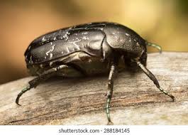 Attēlu rezultāti vaicājumam “Liocola lugubris”