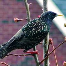 Attēlu rezultāti vaicājumam “Sturnus vulgaris male”
