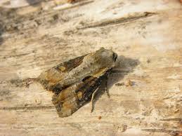 Attēlu rezultāti vaicājumam “Apamea ophiogramma”