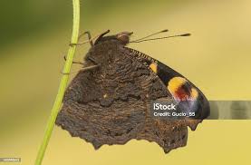 Attēlu rezultāti vaicājumam “Inachis io underside”