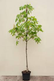 Attēlu rezultāti vaicājumam “Aesculus flava”