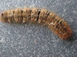 Attēlu rezultāti vaicājumam “Macrothylacia rubi larva”