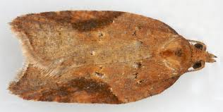 Attēlu rezultāti vaicājumam “Acleris laterana”