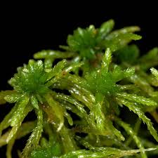 Attēlu rezultāti vaicājumam “Sphagnum girgensohnii”