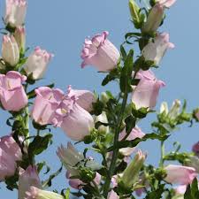 Image result for Marienglockenblumen