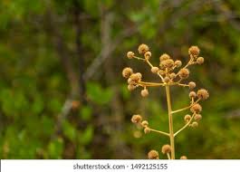 Attēlu rezultāti vaicājumam “Hieracium vulgatum”