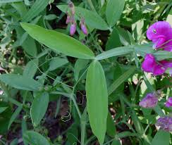 Attēlu rezultāti vaicājumam “Lathyrus pratensis fruit”