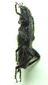 Attēlu rezultāti vaicājumam “Callidium violaceum”