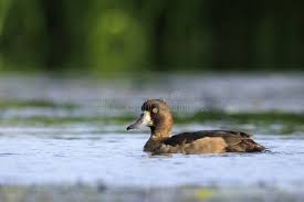 Attēlu rezultāti vaicājumam “Aythya fuligula female”