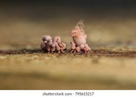 Attēlu rezultāti vaicājumam “Arcyria denudata young”