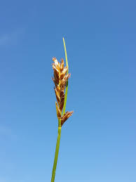 Attēlu rezultāti vaicājumam “Blysmus compressus flower”