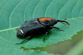 Attēlu rezultāti vaicājumam “Rhynchostegiella tenella sporophyte”