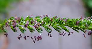Attēlu rezultāti vaicājumam “Cynosurus cristatus flower”