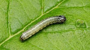 Attēlu rezultāti vaicājumam “Orthosia cruda”