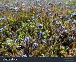 Attēlu rezultāti vaicājumam “Myosotis ramosissima”