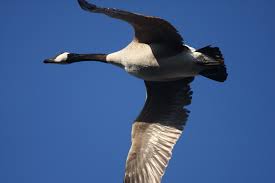 Attēlu rezultāti vaicājumam “Branta canadensis”
