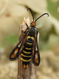 Attēlu rezultāti vaicājumam “Sesiidae”