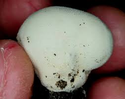 Attēlu rezultāti vaicājumam “Didymium serpula spores”