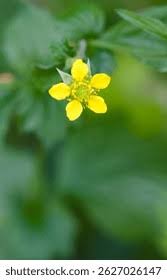 Attēlu rezultāti vaicājumam “Geum urbanum leaf”