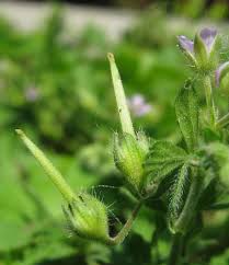 Attēlu rezultāti vaicājumam “Geranium pusillum leaf”