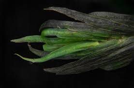 Attēlu rezultāti vaicājumam “Pohlia wahlenbergii macro”