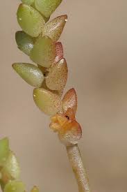 Attēlu rezultāti vaicājumam “Sedum acre leaf”