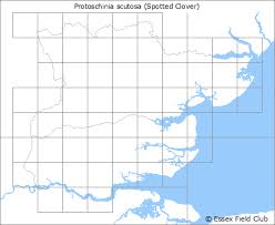 Attēlu rezultāti vaicājumam “Protoschinia scutosa”