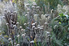 Image result for Telekia speciosa