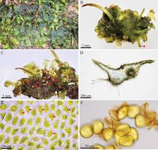 Attēlu rezultāti vaicājumam “Phaeoceros laevis subsp. carolinianus”