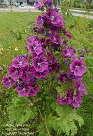 Image result for Malva sylvestris var. mauritiana