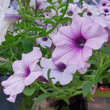 Image result for Petunia