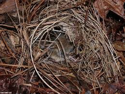 Image result for Seiurus aurocapilla