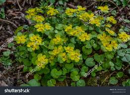 Attēlu rezultāti vaicājumam “Chrysosplenium alternifolium”