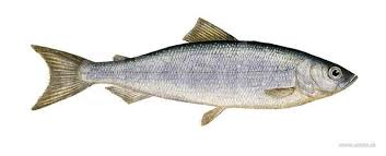 Image result for Coregonus albula