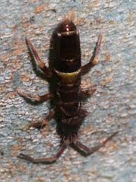 Attēlu rezultāti vaicājumam “Orchesella sp.”