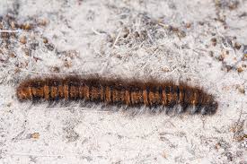 Attēlu rezultāti vaicājumam “Macrothylacia rubi larva”