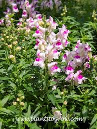 Image result for Antirrhinum majus maximum