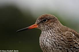 Attēlu rezultāti vaicājumam “Tringa totanus”