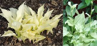 Image result for Hosta White Feather