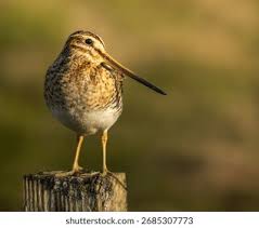 Image result for Gallinago gallinago