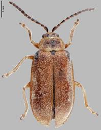 Attēlu rezultāti vaicājumam “Nothorhina punctata”