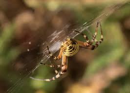 Attēlu rezultāti vaicājumam “Argiope bruennichi female”