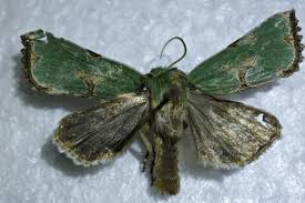 Attēlu rezultāti vaicājumam “Staurophora celsia”