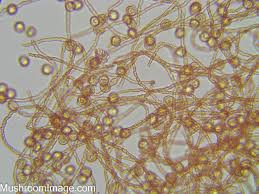 Attēlu rezultāti vaicājumam “Hemitrichia lutescens”