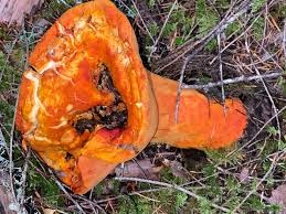 Attēlu rezultāti vaicājumam “Hypomyces armeniacus”