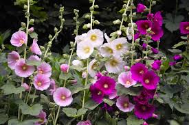 Image result for Alcea (althaea) rosea