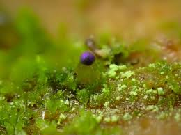 Attēlu rezultāti vaicājumam “Physarum rubiginosum macro”