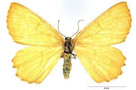 Attēlu rezultāti vaicājumam “Angerona prunaria”