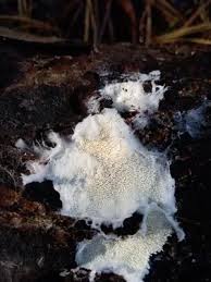 Attēlu rezultāti vaicājumam “Trechispora mollusca”