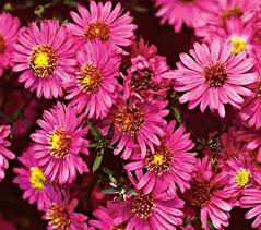 Image result for Aster novi-belgii